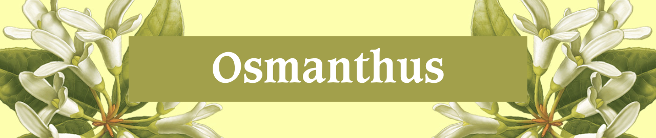 Osmanthus