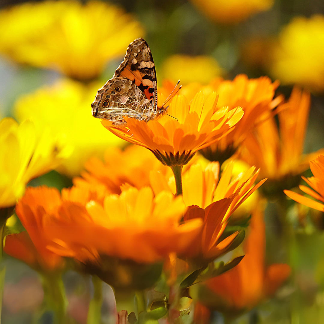 Calendula Range