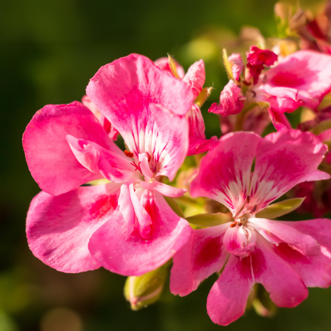 Geranium Range